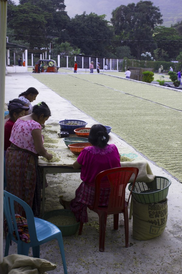 Ladies Sorting Coffee Beans