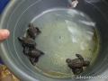 Bowl of Baby Turtles