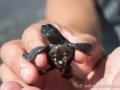 Excited Baby Turtle